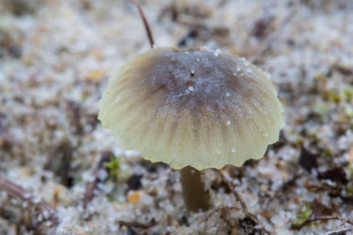 Mycena chlorantha